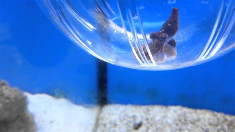 Salt Water Aquarium Pygmy Octopus Local Pet Shop - YouTube