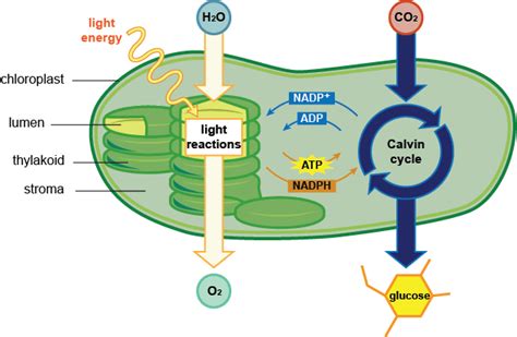 Photosynthesis | Photosynthesis Quiz - Quizizz