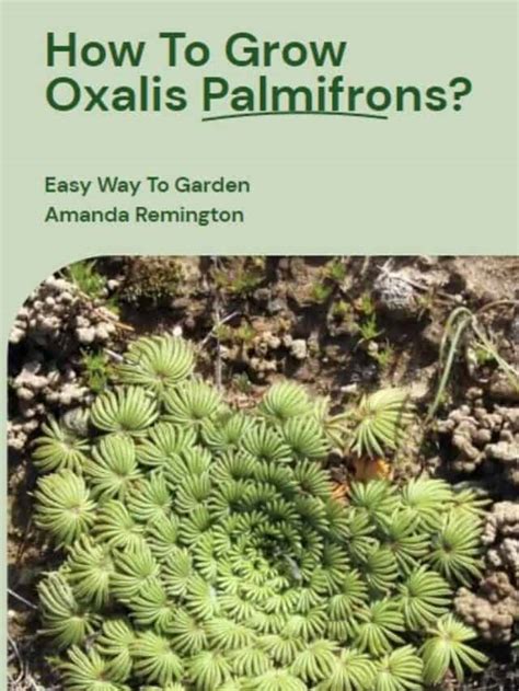 How to Grow Oxalis Palmifrons | Easy Way To Garden