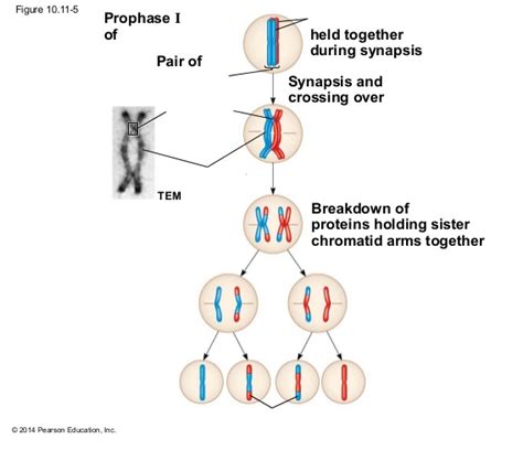 ch.13 results of crossing over in meiosis Diagram | Quizlet