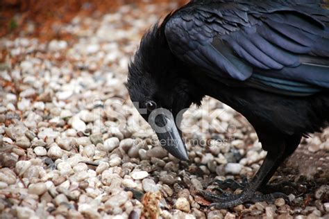 Raven Closeup Stock Photo | Royalty-Free | FreeImages