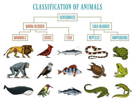 Classification of Animals. Reptiles Amphibians Mammals Birds. Crocodile ...