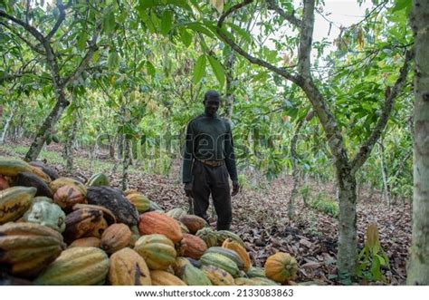 5 Ashanti Region Farm Images, Stock Photos & Vectors | Shutterstock