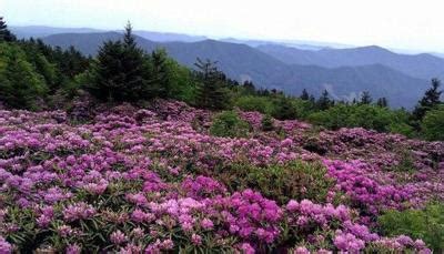 Rhododendron Festival returns to Roan Mountain June 18 and 19 | Avery | averyjournal.com