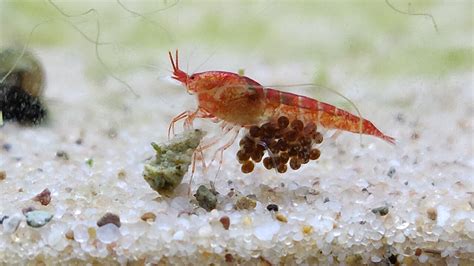 Articles | Shrimp Science