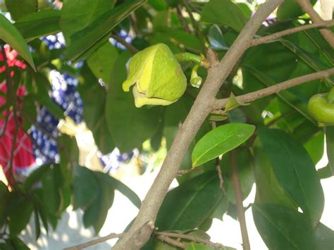 Generally: Soursop Flower