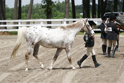 pony of the americas | leopard pony of the americas POA show pony by ...