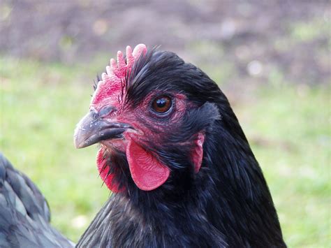 File:Orpington chicken head.jpg - Wikimedia Commons