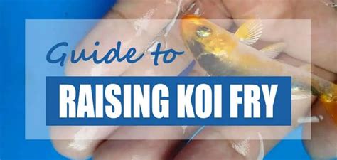 How to Care for & Raise Koi Fry (Growing Tips) - Pond Informer