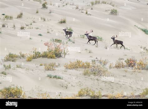 alaska kobuk valley national park kobuk valley sand dunes caribou from ...