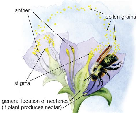 What is Pollination? | Bee City Canada