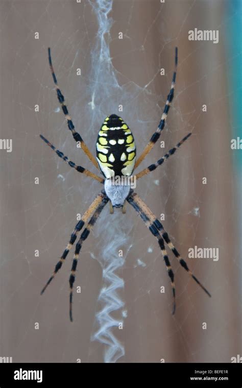 Argiope Spider, female, Corn spider, writing spider, black and yellow ...