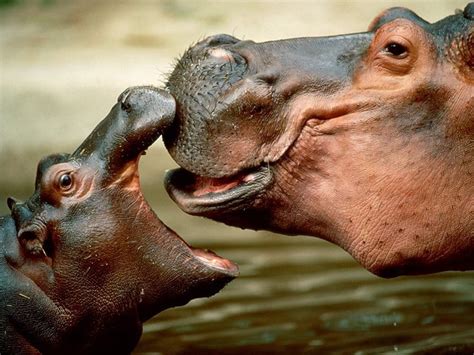 Mom and baby Hippo - Hippos Photo (24490671) - Fanpop