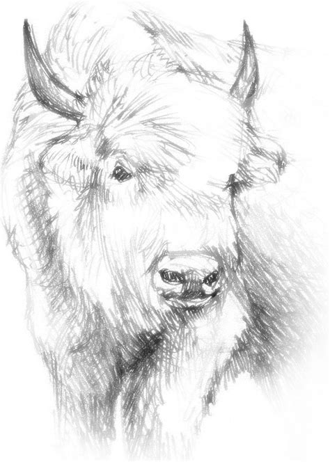 White Buffalo (New Beginnings) Series | Buffalo art, Native american art, Indian wall art