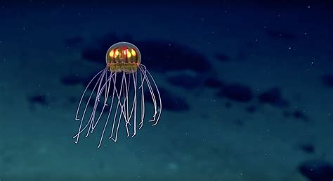 Hypnotic new jellyfish species discovered 2.3 miles under the sea ...