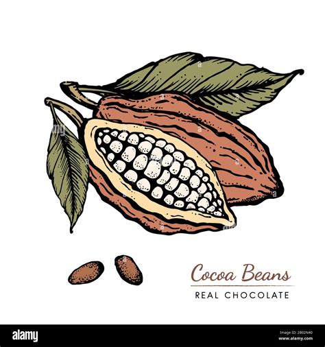 Cocoa beans Hand drawn vintage engraved style sketch illustration Stock ...