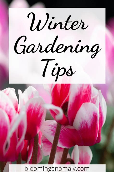 Delightful Winter Gardening Tips: Southern California Flowers