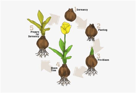 Life Cycle Of A Tulip Plant