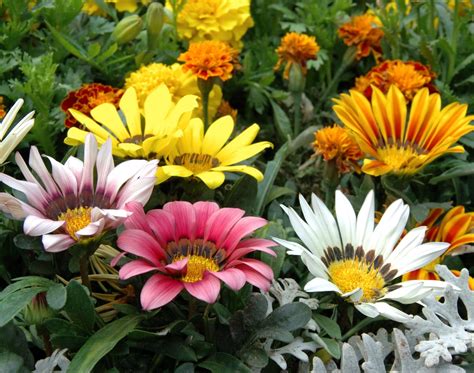 Treasure Flower, Gazania mix seeds - Gazania rigens – Garden Seeds Market