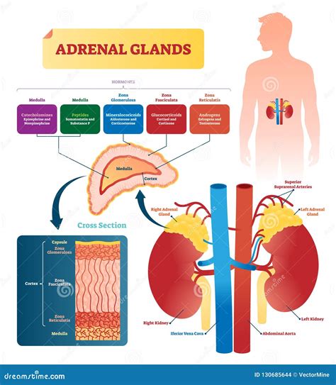 Adrenal Glands Vector Illustration. Labeled Scheme with Hormones Types Stock Vector ...