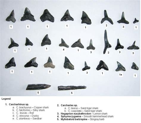Miocene Shark Teeth Id. - Fossil ID | Fossilized shark teeth, Shark teeth crafts, Shark tooth fossil