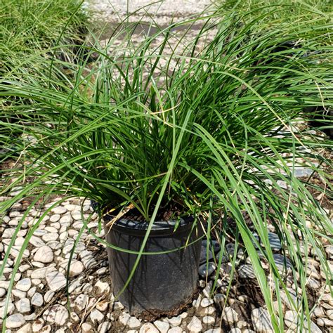 Carex divulsa (European Meadow Sedge) | Green Things Nursery