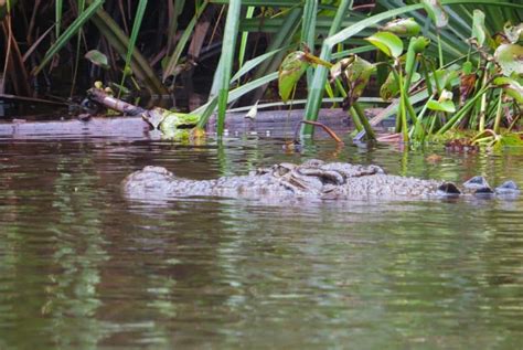 Borneo Wildlife Adventure I - Borneo Eco Adventure