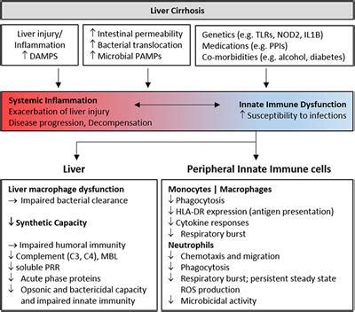 Frontiers | Causes and Consequences of Innate Immune Dysfunction in Cirrhosis