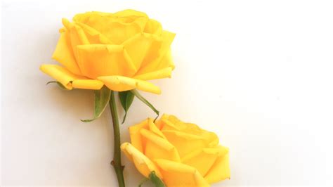 The Real Meaning Of A Yellow Rose Tattoo - Celeb 99