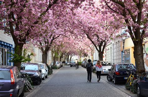 Cherry Blossoms in Germany