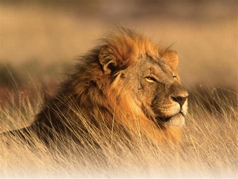 African Lions Face 50% Decline by 2035 | Financial Tribune