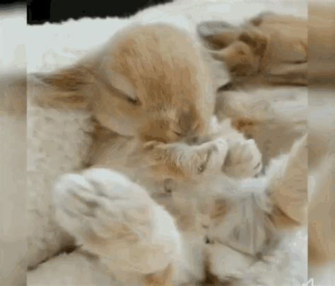 Bunny Cute GIF - Bunny Cute Sleeping - Discover & Share GIFs