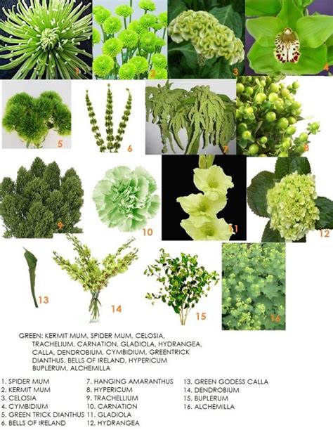 Names Of Green Flowers