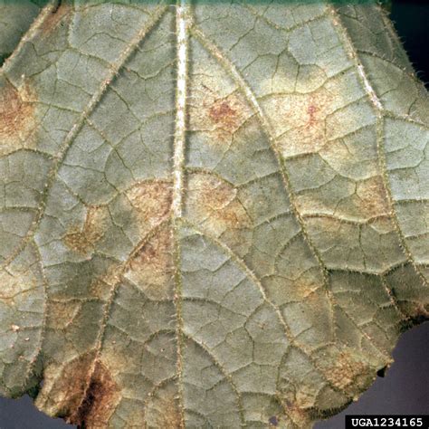 cucurbit downy mildew (Pseudoperonospora cubensis)