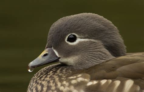 Mandarin Duck – UK Wildlife