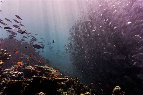 Diving in Sabah - Top 8 Places to Scuba Dive - Holidify