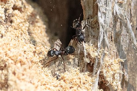 Carpenter Ants & Termites | McCarthy Pest & Termite Control | Missouri