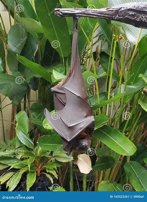 Fruit Bat Hanging in a Tree Stock Image - Image of night, nocturnal: 162523261