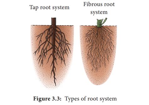 Types of root