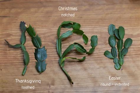 10 Things Every Christmas Cactus Owner Needs To Know