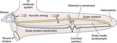 Physiology of the Auditory System | Ento Key