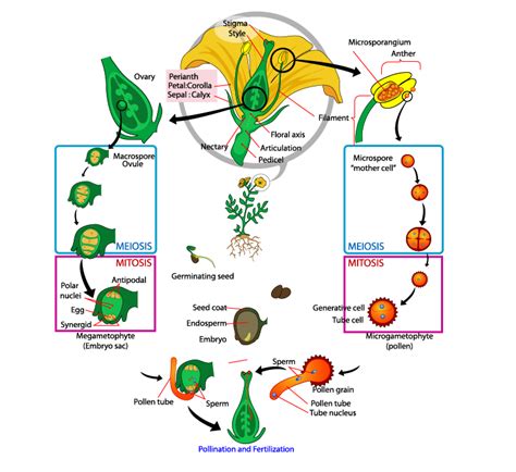 Plant Kingdom Diagram