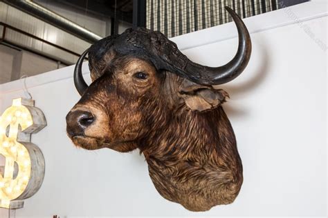 Antiques Atlas - Taxidermy Water Buffalo Head