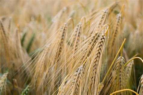 Brown Wheat Plant · Free Stock Photo