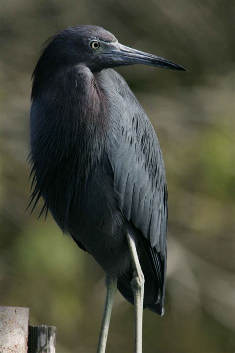 Free picture: up-close, photograph, nonbreeding, little, blue, heron, bird, egretta caerulea