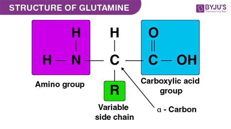 Glutamine - Functions & Uses | Structure of Glutamine | Chemistry