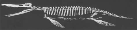 Kronosaurus – Plesiosaur Directory