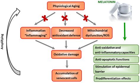 IJMS | Free Full-Text | Protective Role of Melatonin and Its ...