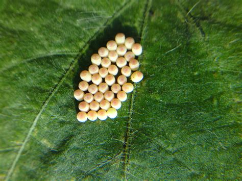 Stink bug eggs | Photo by Brie Menjolet, agronomy specialist… | Flickr
