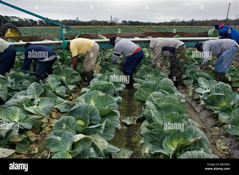 Harvesting cabbage Florida USA Stock Photo - Alamy